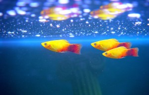 Nano Aquarium Fische