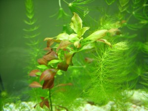 Nano Aquarium Pflanzen