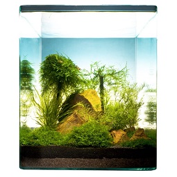 dennerle-aquariumpflanzen-9148-bamboo-cube-30l-1
