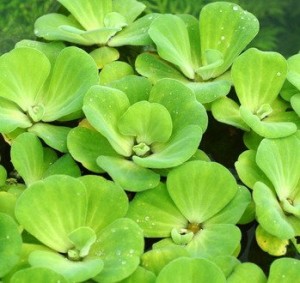 muschelblume-pistia stratiotes